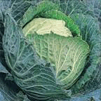 Cabbage
