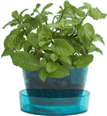 Mint