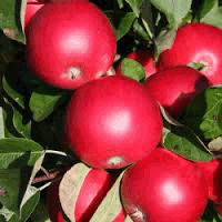 Apples