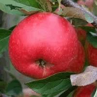 Apples