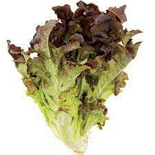 Lettuce