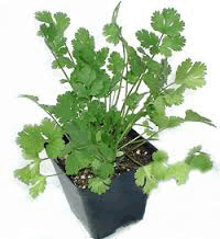 Coriander